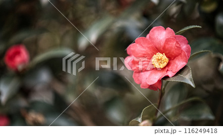 赤いボケの花 赤いボケの花 116249418