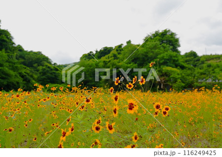コレオプシスで黄色に染まる花畑 116249425