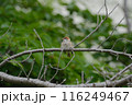 雀 幼鳥　 116249467