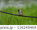 ロープに泊まる雀 116249468