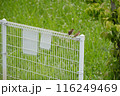 フェンスにとまるスズメ 116249469