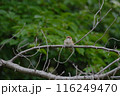 雀　幼鳥 116249470