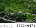 すずめ　幼鳥 116249471
