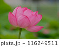 蓮の花 116249511