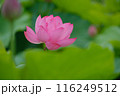 ハスの花 116249512