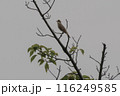オオヨシキリ　野鳥 116249585