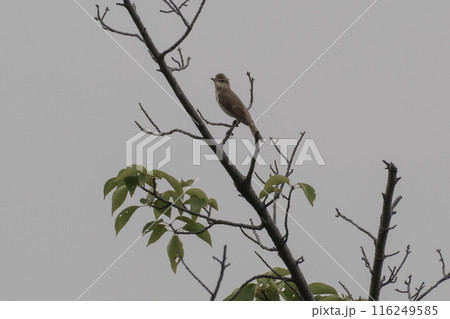 オオヨシキリ 野鳥 オオヨシキリ 野鳥 116249585