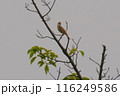 オオヨシキリ　野鳥 116249586