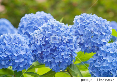 初夏,梅雨の時期の満開の青いあじさい 初夏,梅雨の時期の満開の青いあじさい 116249637