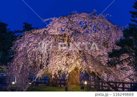 日本さくら名所100選　青森　弘前公園　夜桜ライトアップ 116249669