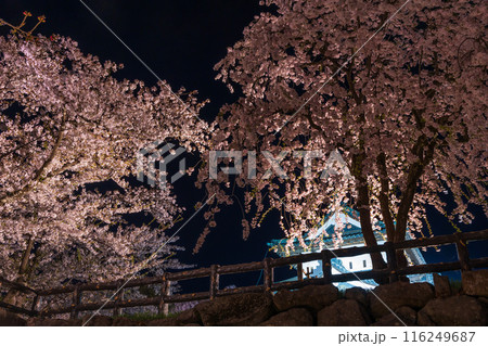 日本さくら名所100選 青森 弘前公園 夜桜ライトアップ 日本さくら名所100選 青森 弘前公園 夜桜ライトアップ 116249687