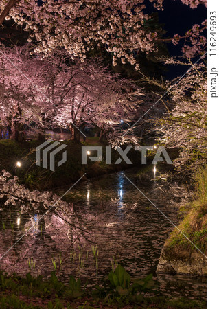 日本さくら名所100選　青森　弘前公園　夜桜ライトアップ 116249693