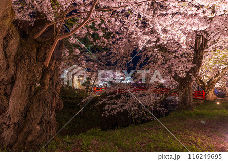 日本さくら名所100選　青森　弘前公園　夜桜ライトアップ 116249695