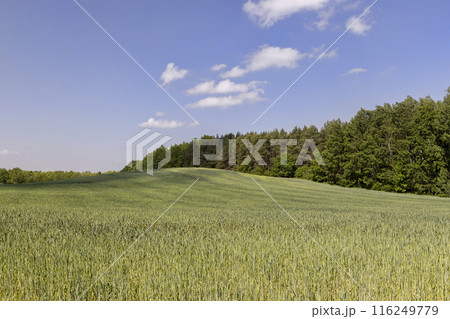 unripe barley ears in spring 116249779
