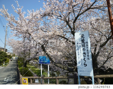元荒川のさくら　　（埼玉県鴻巣市） 116249783