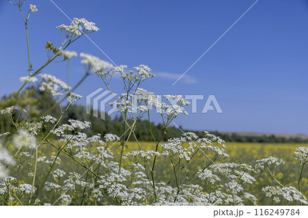 weeds blooming with white flowers against a blue sky 116249784