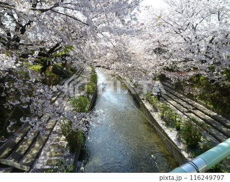 元荒川のさくら　　（埼玉県鴻巣市） 116249797