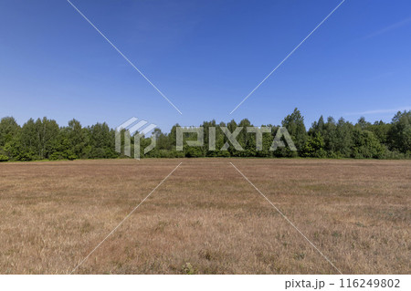 red sunburned grass and forest against a blue sky red sunburned grass and forest against a blue sky 116249802