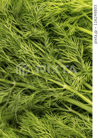 a large amount of green dill to add as spices 116249803
