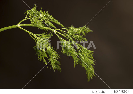 in drops of pure water green dill to add as spices in drops of pure water green dill to add as spices 116249805