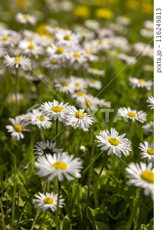 beautiful wild white and pink daisies in the green grass in spring beautiful wild white and pink daisies in the green grass in spring 116249813