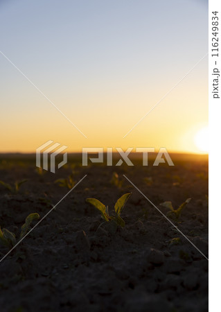 an agricultural field with corn during sunset 116249834