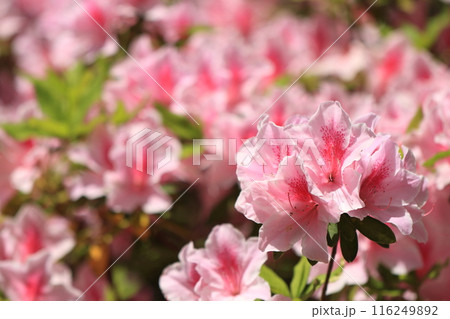 ツツジの花のある風景 ツツジの花のある風景 116249892