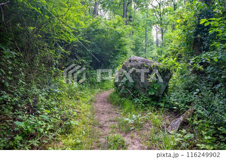 Narrow dirt footpath winds around boulder lush green idyllic woodland 116249902