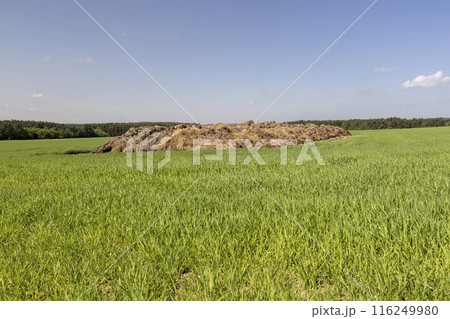 green wheat grass and a pile of manure to improve soil fertility green wheat grass and a pile of manure to improve soil fertility 116249980