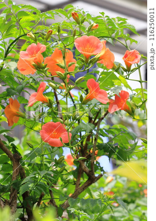オレンジ色のノウゼンカズラの花 116250011