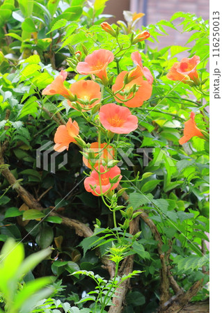 オレンジ色のノウゼンカズラの花 116250013