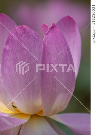 岩手県大船渡市中尊寺蓮 116250031