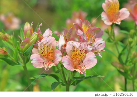 百合水仙(ユリズイセン) or アルストロメリア 百合水仙(ユリズイセン) or アルストロメリア 116250116