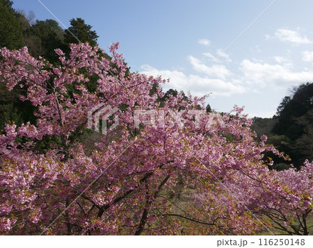 桃木農林公園の河津桜　　（埼玉県ときがわ町） 116250148