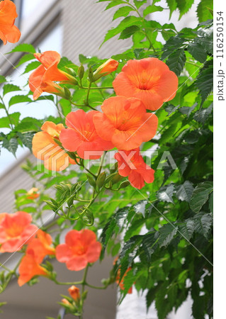 オレンジ色のノウゼンカズラの花 116250154