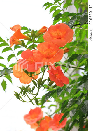 オレンジ色のノウゼンカズラの花 オレンジ色のノウゼンカズラの花 116250156