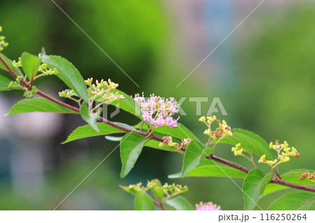 ピンク色の小紫(コムラサキ)の花 ピンク色の小紫(コムラサキ)の花 116250264
