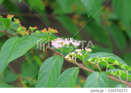 ピンク色の小紫(コムラサキ)の花 ピンク色の小紫(コムラサキ)の花 116250271