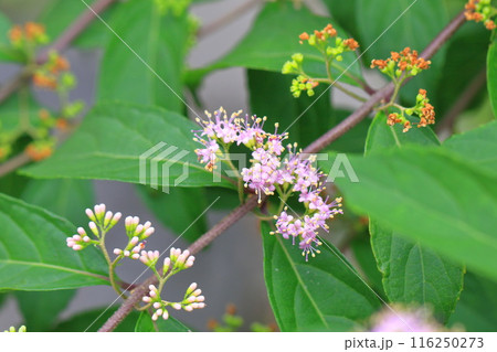 ピンク色の小紫(コムラサキ)の花 ピンク色の小紫(コムラサキ)の花 116250273