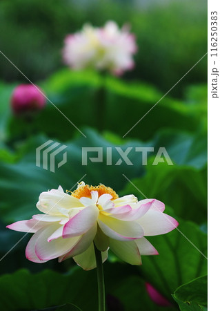 蓮の花のある風景 116250383