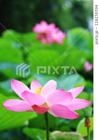 美しいピンク色の蓮の花 116250394