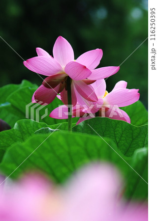 ハスの花、清浄なる花 116250395