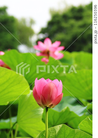 夏の花、清浄なる花が咲き、清らかな花を咲かせています 116250396
