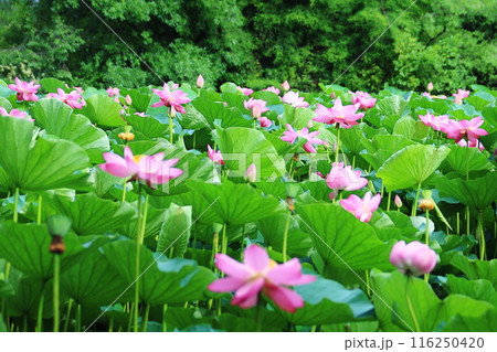 群生するハスの花 116250420