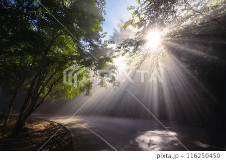 Beautiful view of sun rays though forest, uphill curve street, mist Beautiful view of sun rays though forest, uphill curve street, mist 116250450