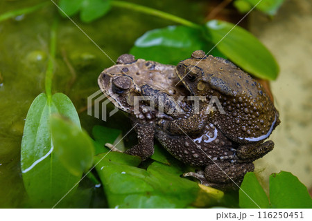 Natural frogs breeding in lotus pond. Mating season of toad 116250451