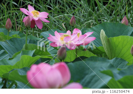 蓮の花のある風景 蓮の花のある風景 116250474