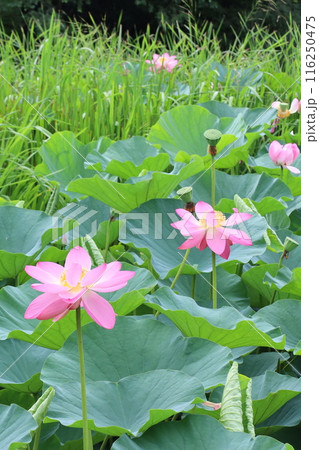 葉の間から顔を出した蓮の花 葉の間から顔を出した蓮の花 116250475
