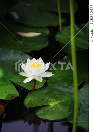 白い睡蓮の花 白い睡蓮の花 116250477