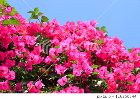 満開のブーゲンビリア（筏葛 /　いかだかずら） 116250544